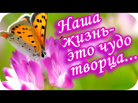Наша жизнь – это чудо Творца! ❤️Вся природа Создателя славит❤️Красивая музыкальная открытка❤️