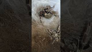 Ceratogyrus Darlingi Check My New Video