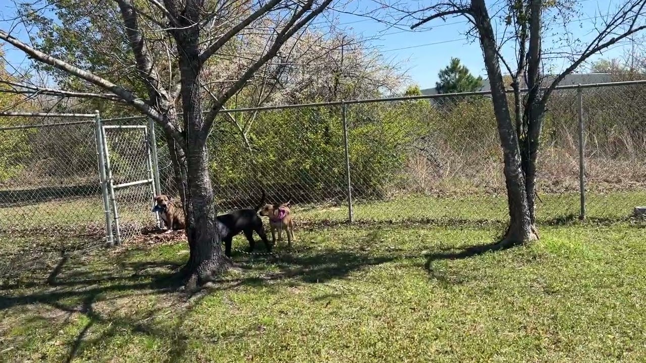 Andy, April, Thatcher, Odessa and Pickles