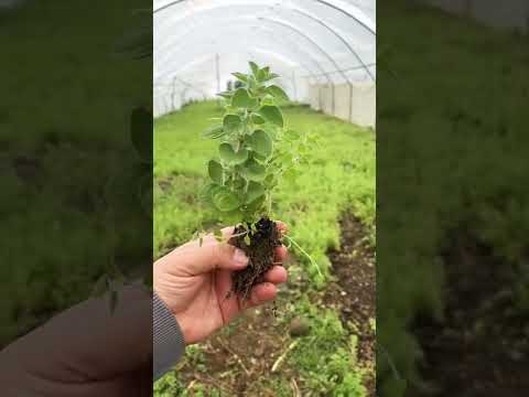 شتلة الزعتر