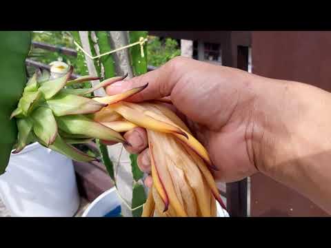 Vidéo: Le Pitaya Est Le Plus Beau Fruit Du Monde : Comment L'utiliser Dans La Cuisine De Tous Les Jours