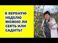 Можно ли в Вербную неделю или на Пасху сеять, садить?