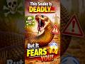 This Snake Is Deadly… But It Fears You!