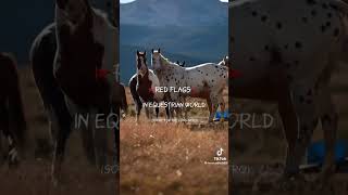 Red flags in equestrian world please dont take my sound Wealth