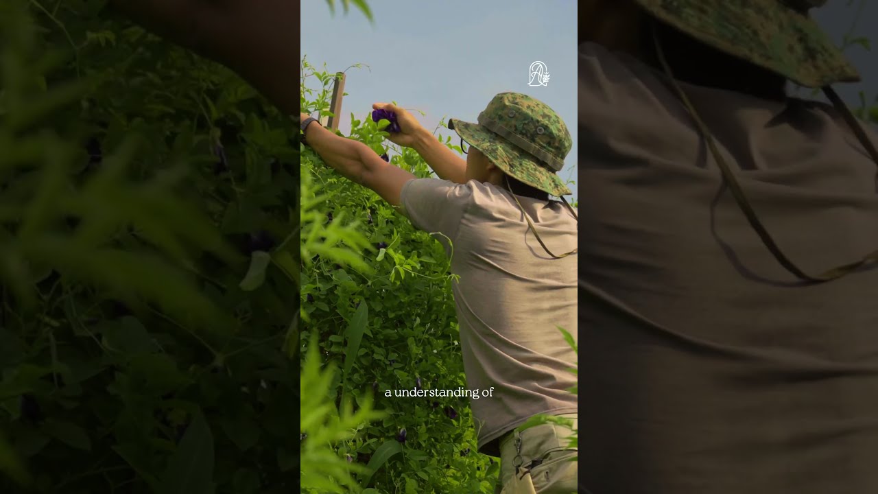 What You Don T See In Singapore Travel Guides Urbanfarming SlowTravel SustainableTravel