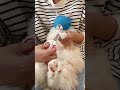 🐱爪切り戦争、ついに終結！？美容ハンモックが神すぎた✨ #猫用品 #ペットケア