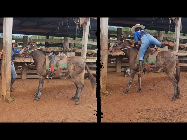 Titanic, da ProHorse, é o melhor cavalo do cutiano na 29ª Festa do Peão de  Americana, Esportes, Notícias, Viola Show