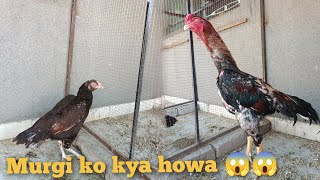 Murga or murgi ko alag cages ma band kr diya 🐔🐔😮😮😱🤤