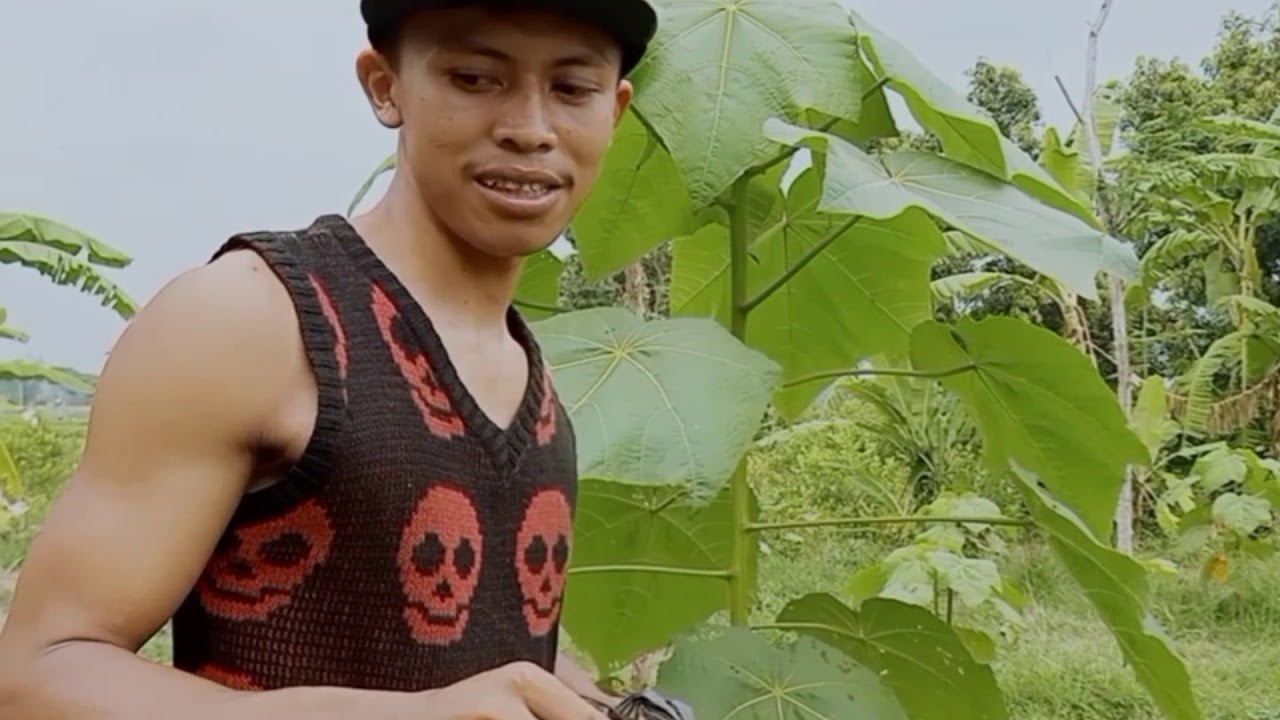 PEMUPUKAN BALSA TAHAP,/3/DI MUSIM,PENGHUJAN..❤️..AUTO,CEpAt BESAR🎉🎉👍👍