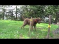 Chesapeake bay retriever mother and pups at 6 weeks at Chesamo 2013