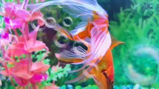 Goldfish Eating Babies