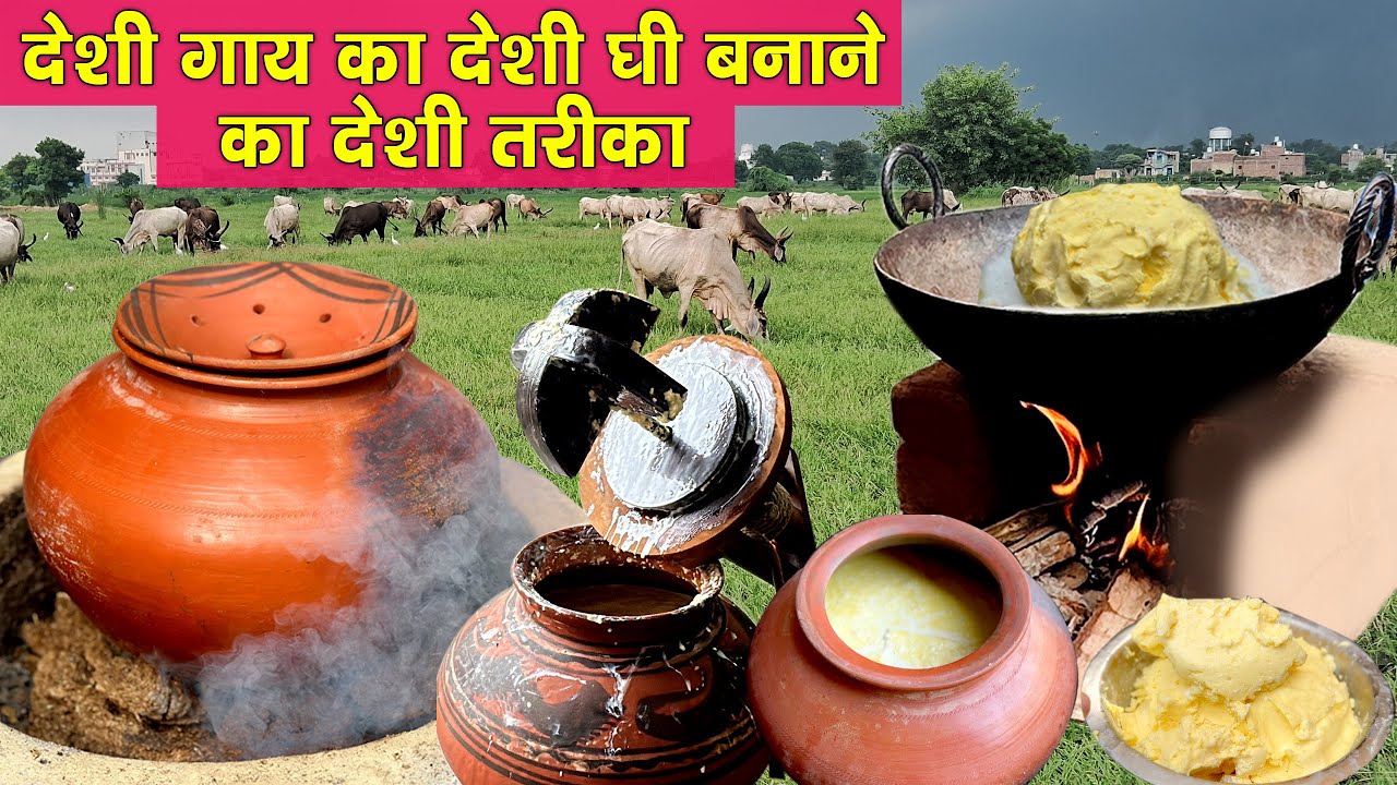 देशी गायों का देशी घी तैयार करने का देशी तरीक़ा देखें इस वीडियो में । वैदिक बिलौना घी