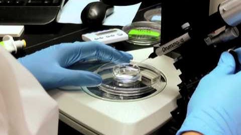 Zebrafish Microinjection Video - Full Version