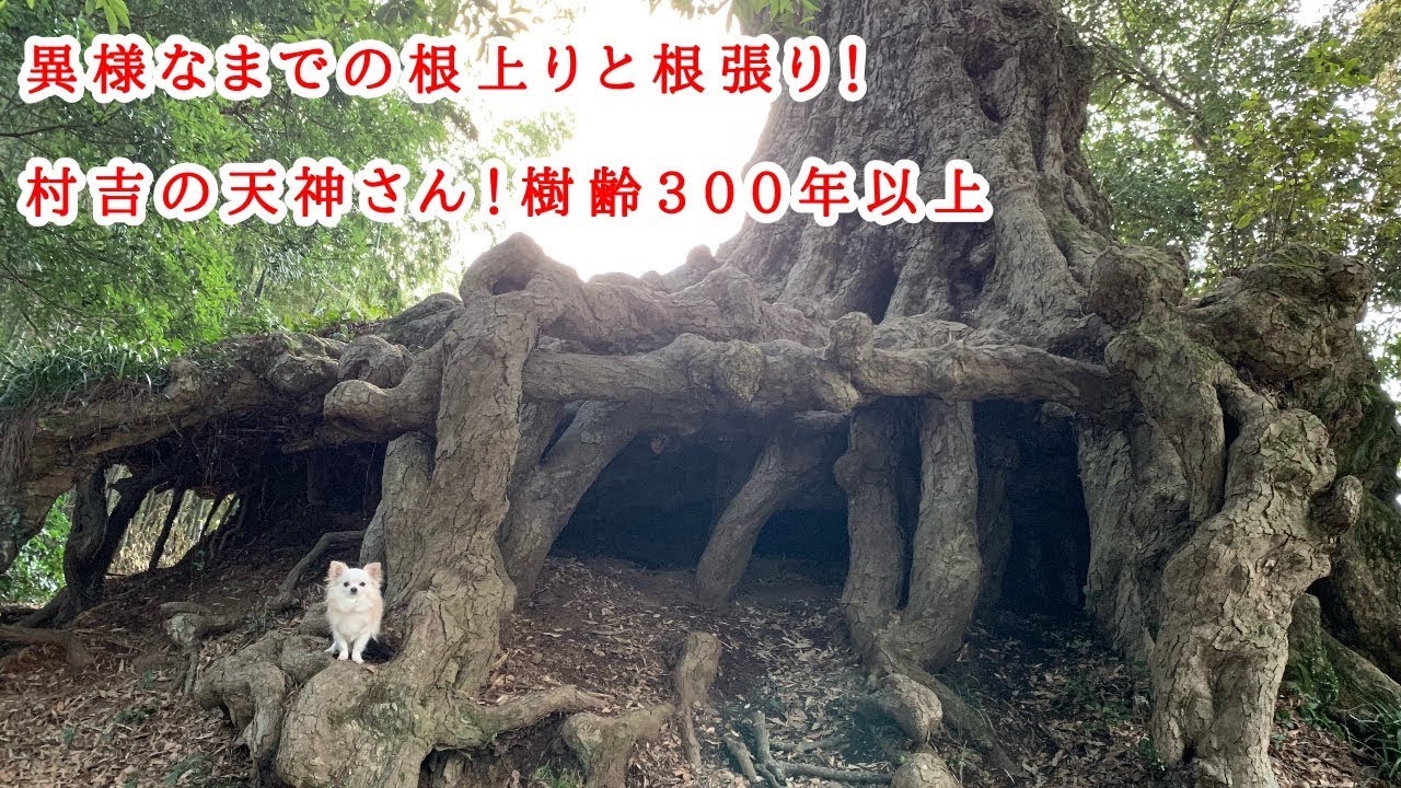 村吉の天神さん 巨木 Huge tree イチイガシ 盆栽 bonsai 根上り 樹形