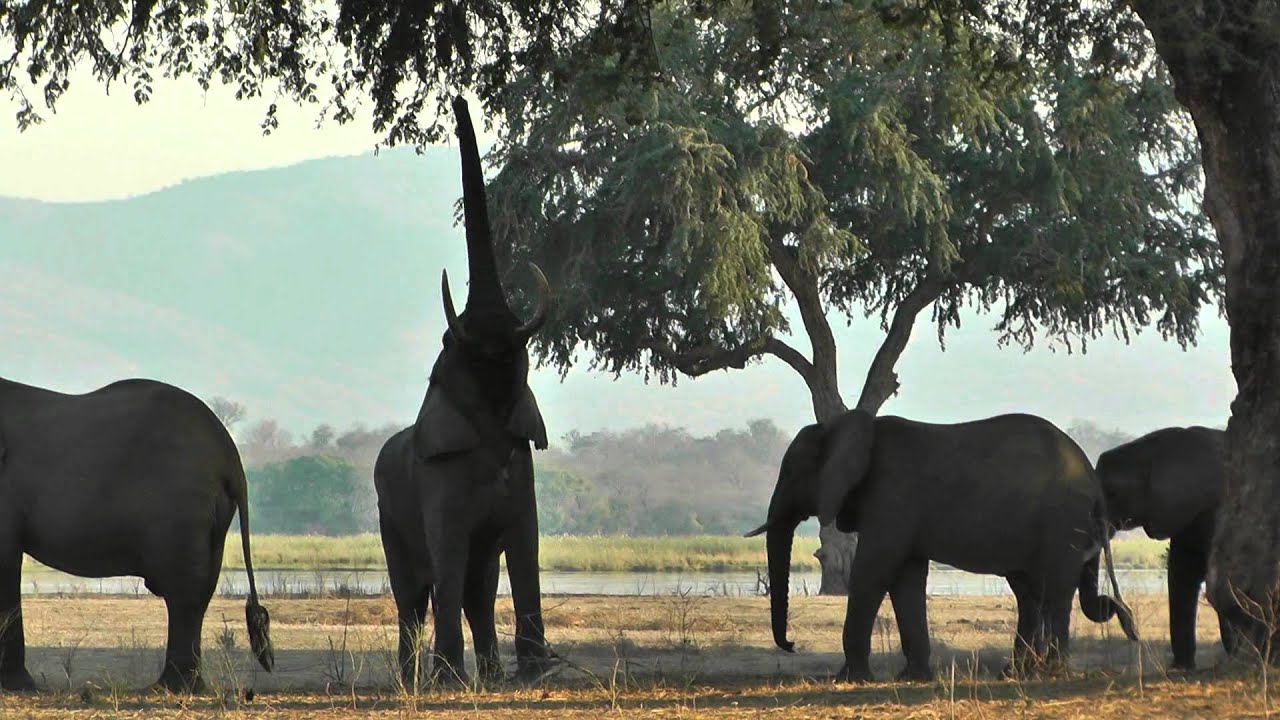 Wild elephant standing and walking on hind legs YouTube
