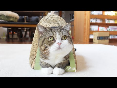 ねこを可愛く撮る方法。-How to take a cute video of Maru.-