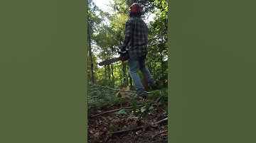 Logging Wisconsin Late Summer Hard Maple Ground Pounder #logging #lumberjack #chainsaw #wood