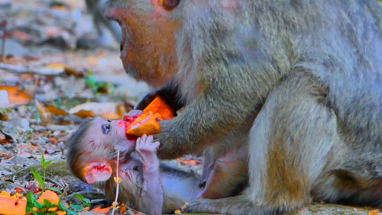 Pity Baby Boris 😢 Blue Swollen Eyes & Hungry – Tries to Grab Papaya from Mom to Eat!