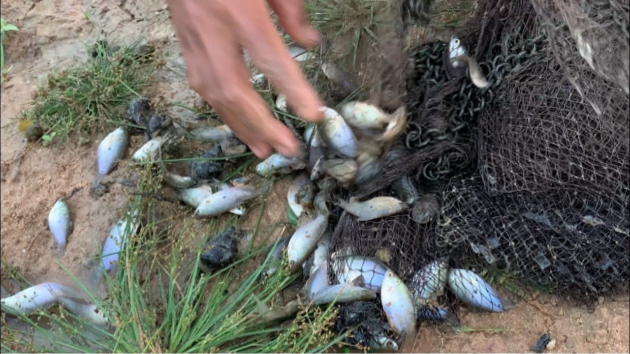 Amazing Fishing Catching Skill | Traditional Net Fishing | How To Use A