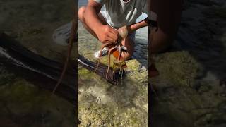 Caught A Couple Octopus Hiding Under Rotten Palm Tree Bark Underwater Foraging Adventure