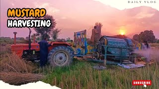 Mustard Harvesting Sarson Ki Ktai ों
