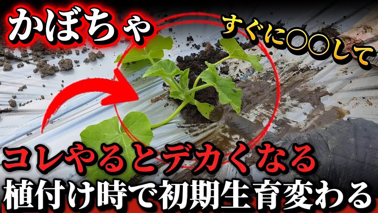 Pumpkins] Initial size changes depending on planting! We'll