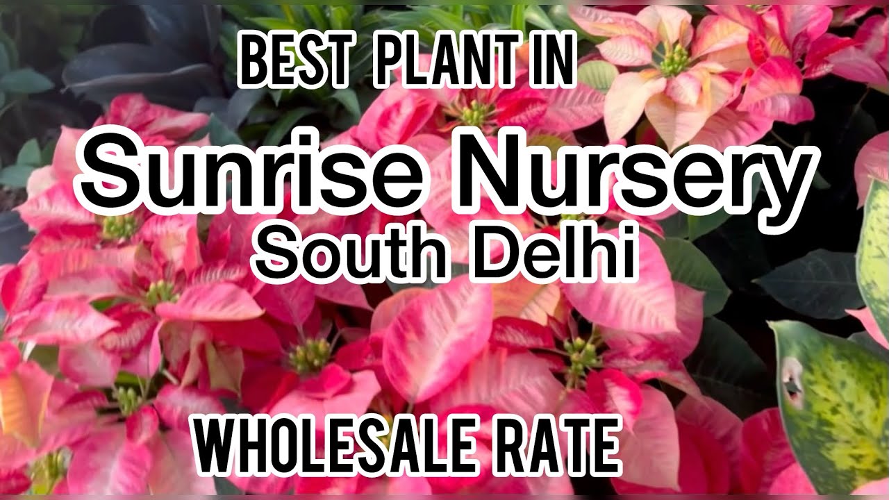 Best Plant Nursery in South Delhi? Sunrise Nursery🌹 So Many Plants! Sunrise Nursery South Delhi Tour