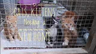 Whinnybank cat sanctuary update, Cat and Kittens needing a new home.