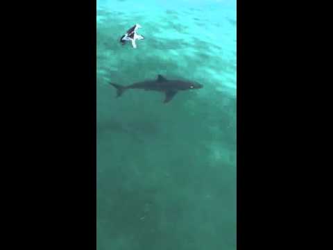 aptos beach seacliff shark great