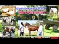 देखिये पंजाब का एक बेहतरीन पवित भाई का होर्स फार्म !! Marwari Horse