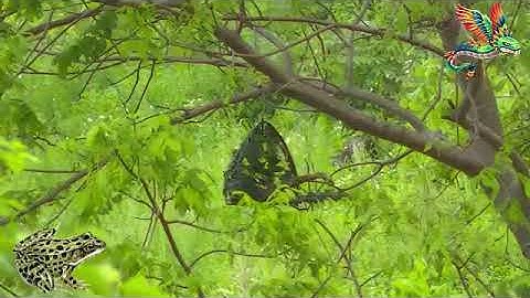 Yos hav zoov cuab qaib qus  2017 new