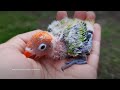 Lovebird Chick from Green Opaline Fischer&#39;s Pair