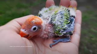 Lovebird Chick from Green Opaline Fischer&#39;s Pair