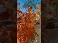 #falls#labonnyoshilpi#Leaves_#Nature