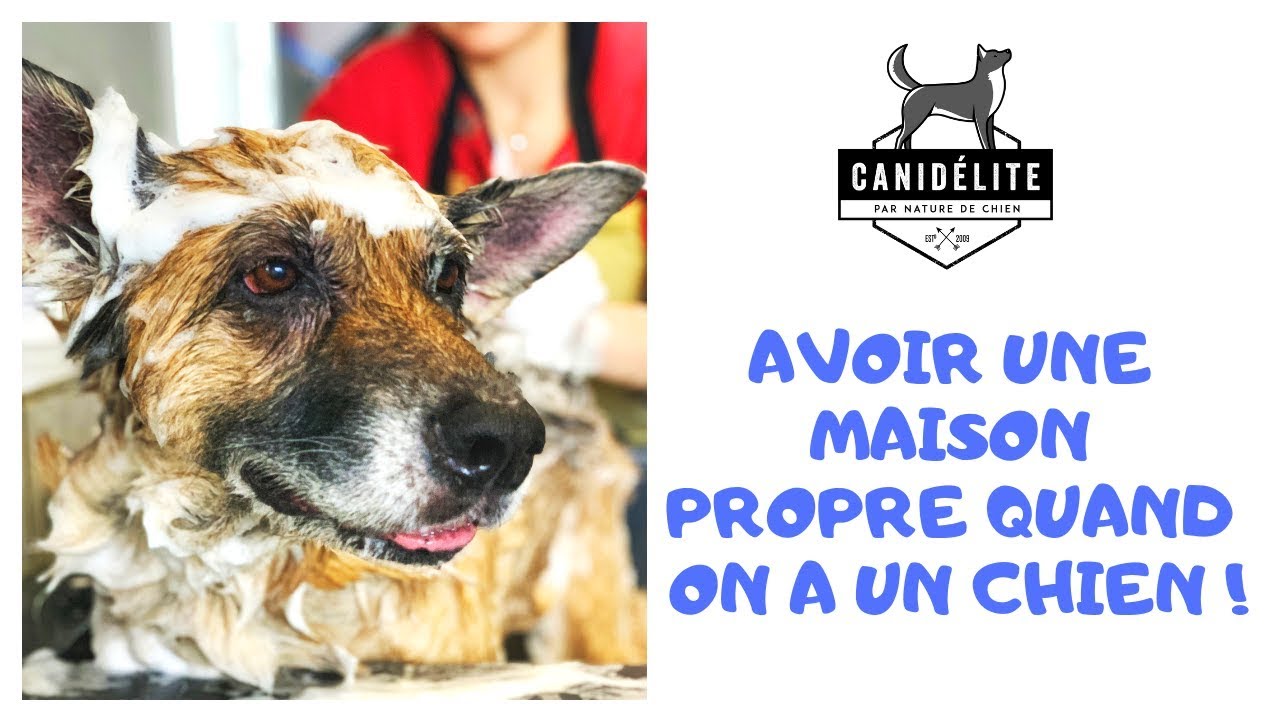 Comment Garder Sa Maison Propre Avec Un Chien Chien