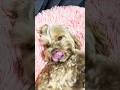 Watermelon Sugar Hiii With MillieAndMilo!! #dog #cute #pets #shorts #cat
