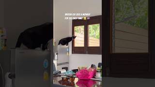 🙀🇹🇭 #thailand #monkey #monkeys #cat #cattravel #cats #catvideos #movingtothailand #livingabroad