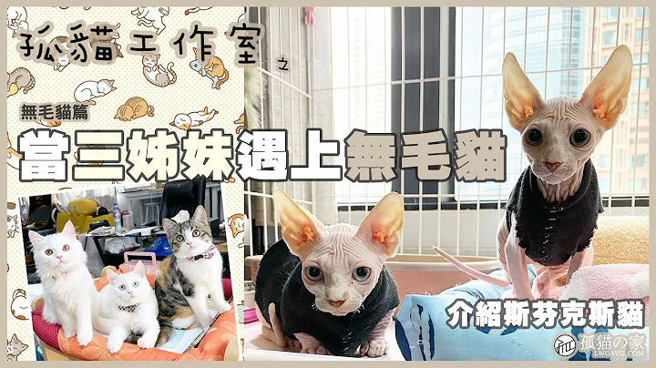 【孤猫工作室】之无毛猫篇－当三姊妹遇上无毛猫(介绍斯芬克斯猫Sphynx) - 天天要闻