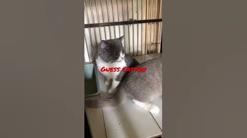 Video 1967121: cat britishshorthair kucing kitten, cat kitten britishshorthair kitty, kitten kucing british, bicolor british