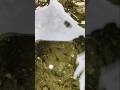 #fish #lover #trending #song #shortvideo #shortsviral #fishlover