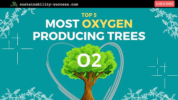 Most Oxygen Producing Trees & CURIOUS Facts