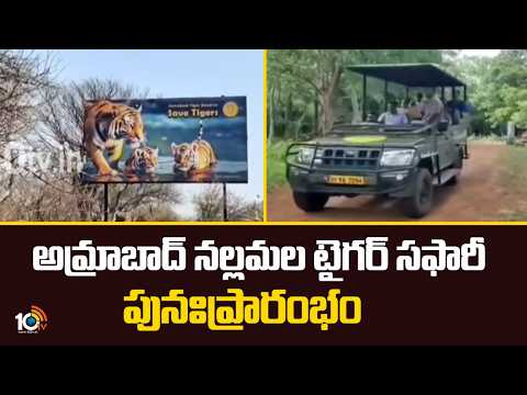 Amrabad Tiger Safari Reopens | అమ్రాబాద్ నల్లమల టైగర్ సఫారీ పునఃప్రారంభం | 10tv