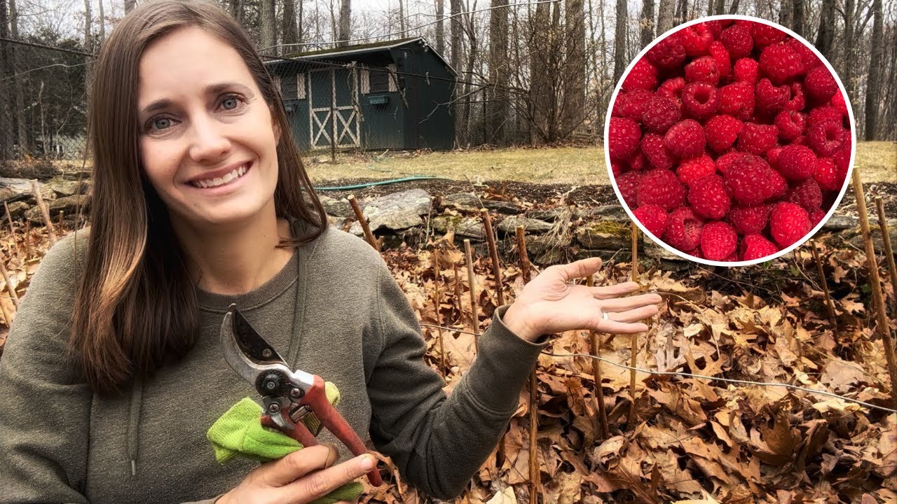 Pruning Everbearing Raspberries for Two Harvests YouTube