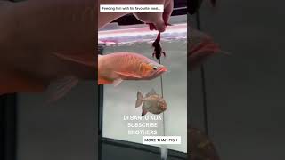 Download Mp3 ikan arwana #giant #viral #shorts #fyp #hoby #reels #oceanfish #ikanhias #arwana #ransentertainment Gudang lagu Download Mp3 ikan arwana #giant #viral #shorts #fyp #hoby #reels #oceanfish #ikanhias #arwana #ransentertainment
