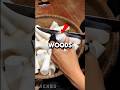This Wood Becomes a Flower ! #shorts