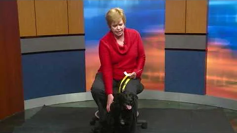 Pet of the Week - Max