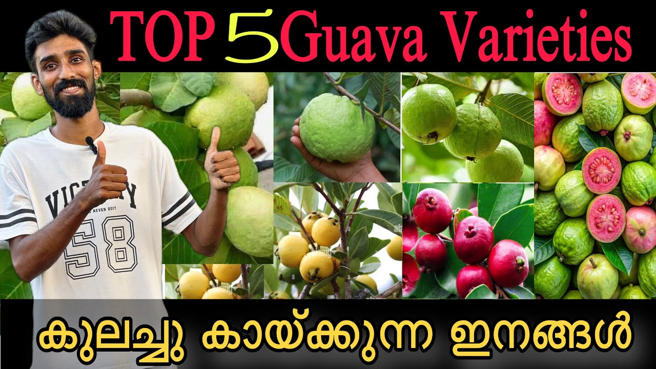 TOP 5 Guava Varieties 🤤| പേരയിലെ കേമന്മാർ💯 |കുലച്ചു കായ്ക്കുന്ന ഇനങ്ങൾ 🤩#gardening  #fruitplants