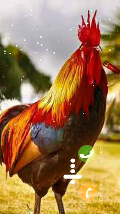 New murga ringtone | Message ringtone | notification ringtone | new ringtone | ringtone 2022