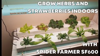 Grow Indoors Flowers and Strawberries with Spider Farmer SF600 - Part 1 Unbox & Setup