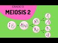 Understanding Meiosis II